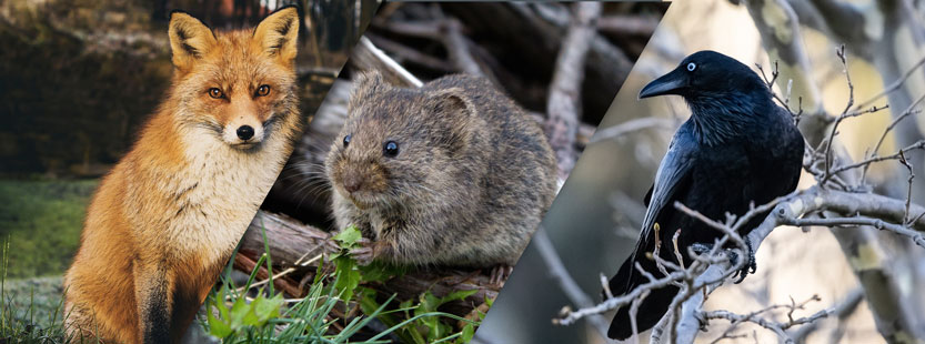 Photos de renard, mulot et corbeaux.