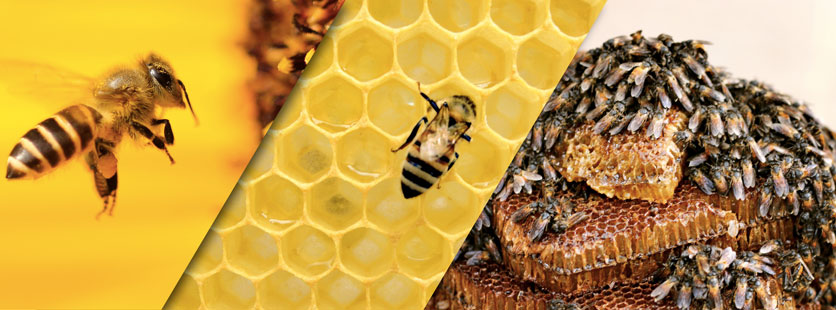 Photos d'abeilles et de leur environnement